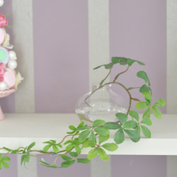 【マジカルウォーターアレンジ】シュガーバインのウォーターアレンジ☆clayガラス使用・観葉植物 5枚目の画像