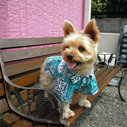 犬服・アクセサリー pink hawaii 犬服・アクセサリー pink hawaii erika_eri-0065