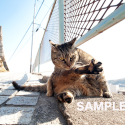街で暮らす猫たち「ポストカードの5枚セット」 5枚目の画像