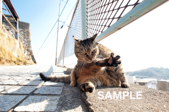街で暮らす猫たち「ポストカードの5枚セット」 5枚目の画像
