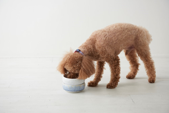 大切なワンちゃんにいい器で食べてもらいたい　花結晶（緑）Paws Bowl(S) 7枚目の画像