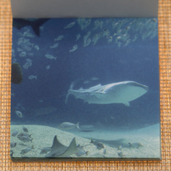 水族館のパラパラ動画メモ 7枚目の画像