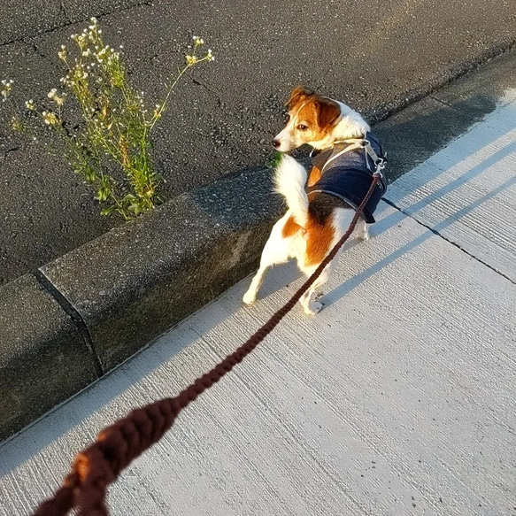 ❋   犬用リード ( ブラウン＆ベージュ )   ❋ 4枚目の画像