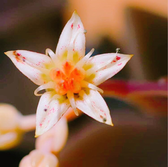 多肉植物 朧月 葉挿しっ子 1苗 4枚目の画像