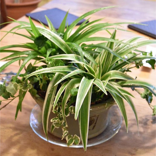 数量限定】観葉植物 ソトフオリヅルラン（外斑折鶴蘭）抜き苗 1苗