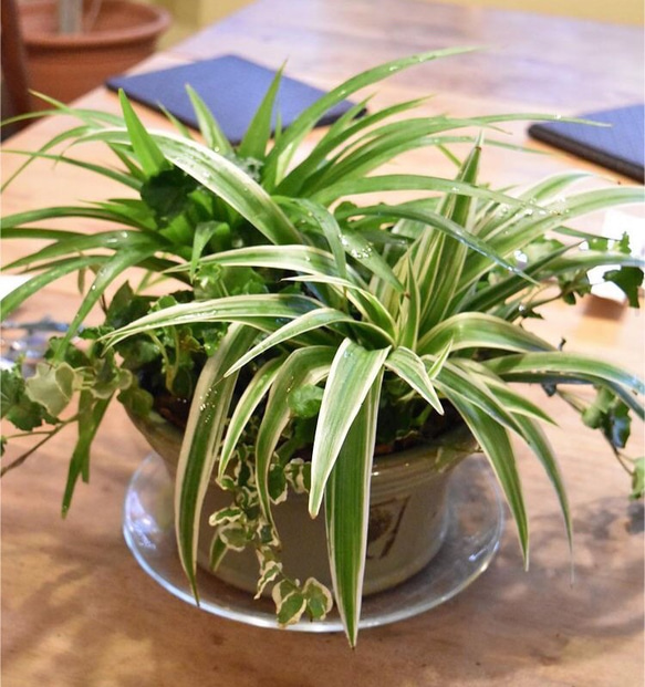【数量限定】観葉植物 ソトフオリヅルラン（外斑折鶴蘭）抜き苗 １苗 1枚目の画像