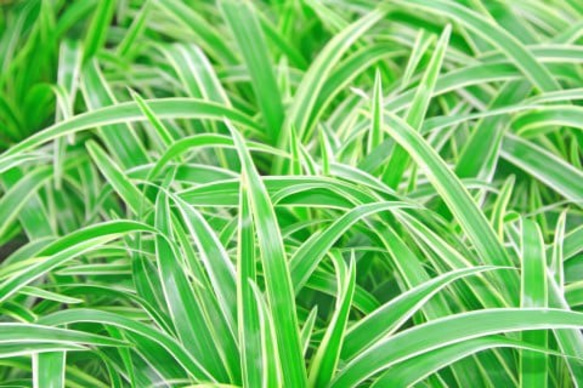 【数量限定】観葉植物 ソトフオリヅルラン（外斑折鶴蘭）抜き苗 １苗 2枚目の画像