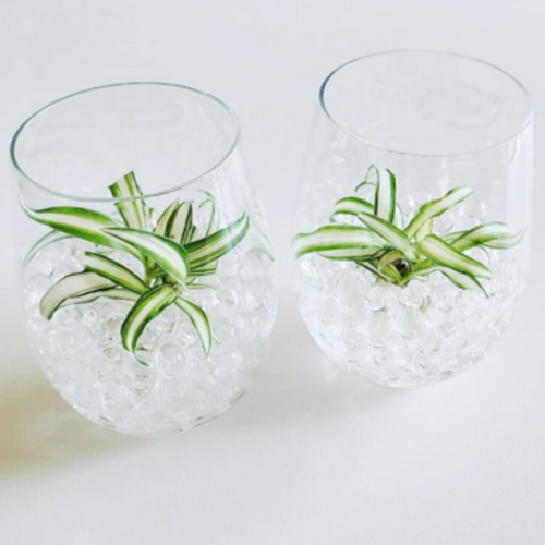 数量限定】観葉植物 ナカフヒロハオリヅルラン（中斑広葉折鶴蘭）抜き