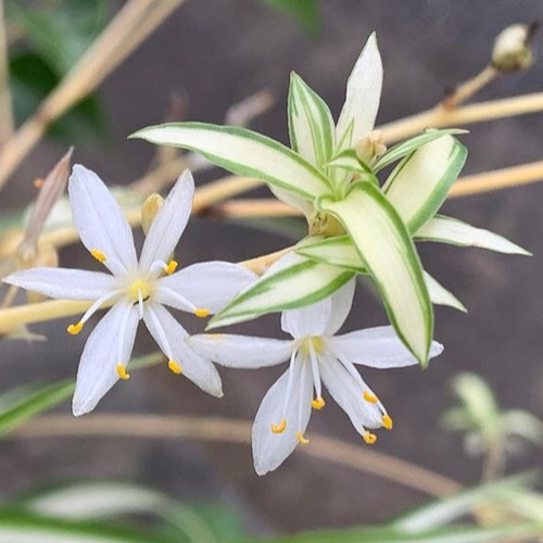 数量限定】観葉植物 ナカフヒロハオリヅルラン（中斑広葉折鶴蘭）抜き