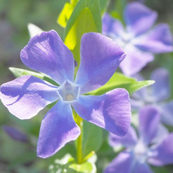 多肉植物 セダム 森村万年草 切り苗20カット 多肉植物 jt-dreams 通販