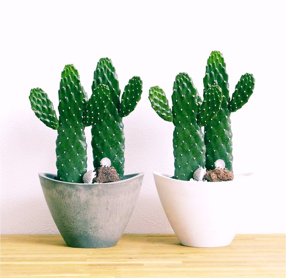 ウチワサボテン スミエボシ バンザイサボテン✿切り苗1カット 多肉植物