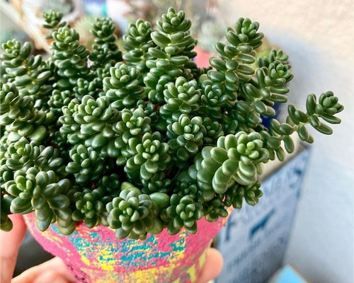 5カット】セダム『ウインクレリー』多肉植物 根なし お試しに♡頭1