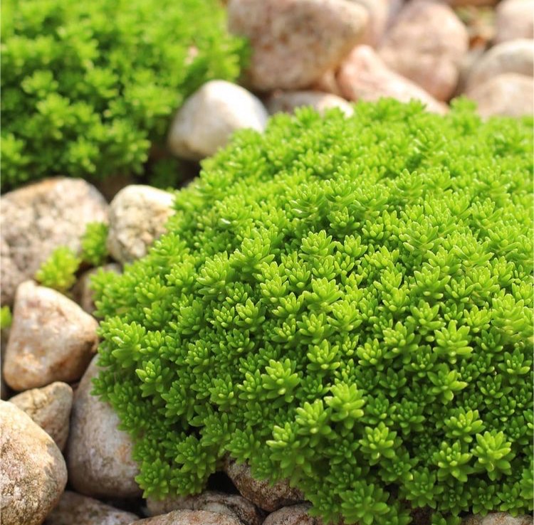 多肉植物　セダム　斑入り森村万年草　カット苗　10カット 多肉植物 セダム 斑入り森村万年草 カット苗 10カット