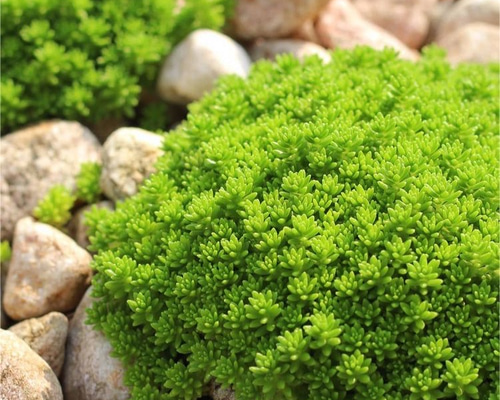 多肉植物　セダム　斑入り森村万年草　カット苗　10カット 多肉植物 セダム 丸葉斑入万年草 7.5cmポット苗 : ハニーミント