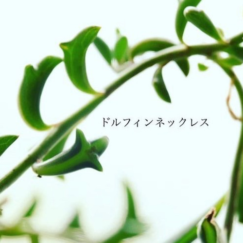多肉植物 ドルフィンネックレス カット苗3本 多肉植物 jt-dreams 通販