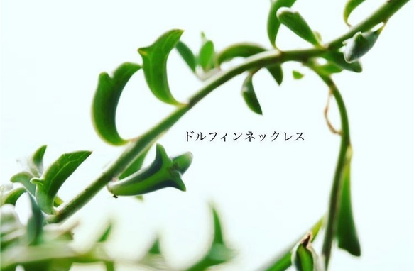 多肉植物 ドルフィンネックレス カット苗3本 多肉植物 jt-dreams 通販