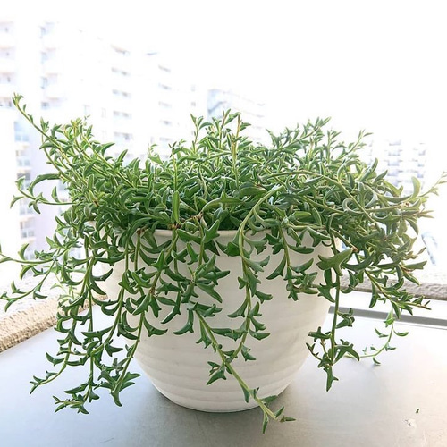 多肉植物 ドルフィンネックレス カット苗3本 多肉植物 jt-dreams 通販