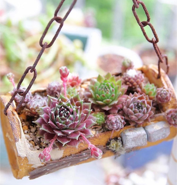 センペルビウム 種類 ランダム 抜き苗 多肉植物 jt-dreams 通販
