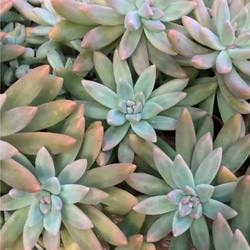 多肉植物抜き苗 のおすすめ人気通販 検索結果｜Creema(クリーマ