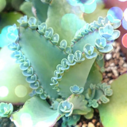 多肉植物　朧月　カット苗 7754bd235b4e8a76570fb498045c57