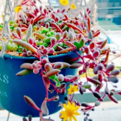 多肉植物 朧月 カット苗 1株 多肉植物 jt-dreams 通販 14311257