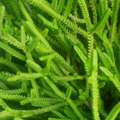 多肉植物 セダム 若緑 切り苗5カット 多肉植物 jt-dreams 通販｜Creema 