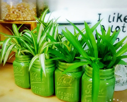 オルビキュラリス 抜き苗(根付き) 多肉植物 カット苗30種類☆の通販 by