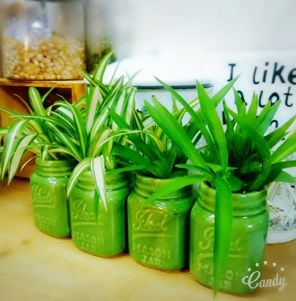 観葉植物 希少なアオオリヅルラン 抜き苗 1苗 アートフラワー jt