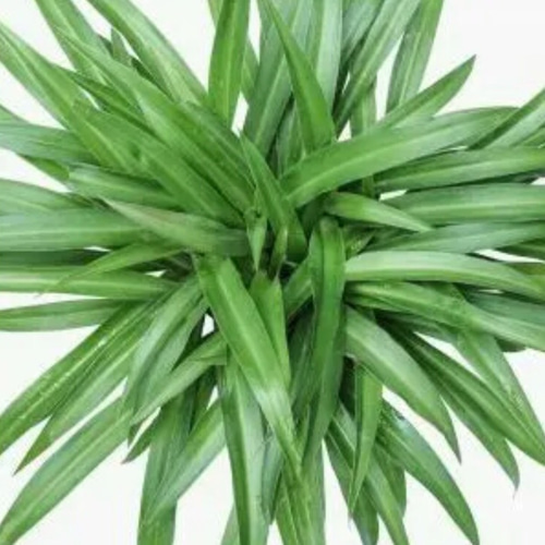 観葉植物 希少なアオオリヅルラン 抜き苗 1苗 アートフラワー jt