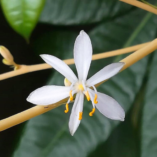 観葉植物 希少なアオオリヅルラン 抜き苗 1苗 アートフラワー jt