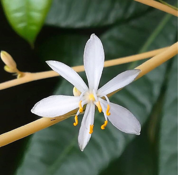 観葉植物 希少なアオオリヅルラン 抜き苗 １苗 3枚目の画像