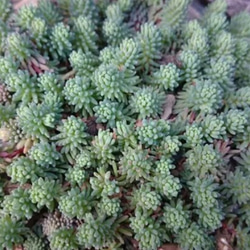 多肉植物 セダム ヒスパニクム 切り苗10カット 多肉植物 jt-dreams