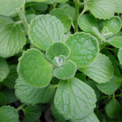 多肉植物 朧月 カット苗 1株 多肉植物 jt-dreams 通販 14311257