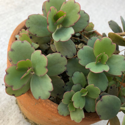 多肉植物 朧月 カット苗 1株 多肉植物 jt-dreams 通販 14311257