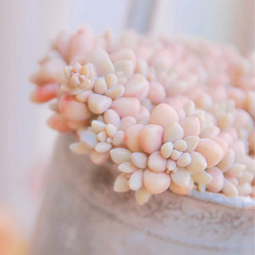 多肉植物 姫秋麗 葉挿しっ子 1苗 アートフラワー jt-dreams 通販