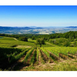 【アルナイオ】トスカーナの自然が育んだオーガニックワイン！ 7枚目の画像