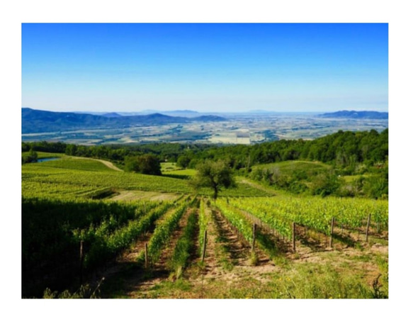 【アルナイオ】トスカーナの自然が育んだオーガニックワイン！ 7枚目の画像