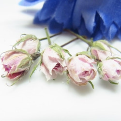 ミニバラ　花材　ドライフラワー 極小ミニバラ　 ピンク　 2020 6月咲き 1枚目の画像