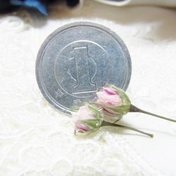 ミニバラ　花材　ドライフラワー 極小ミニバラ　 ピンク　 2020 6月咲き 2枚目の画像