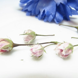 ミニバラ　花材　ドライフラワー 極小ミニバラ　 ピンク　 2020 6月咲き 3枚目の画像