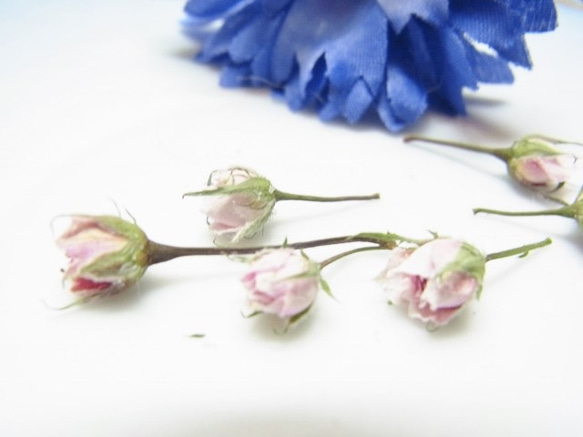 ミニバラ　花材　ドライフラワー 極小ミニバラ　 ピンク　 2020 6月咲き 3枚目の画像