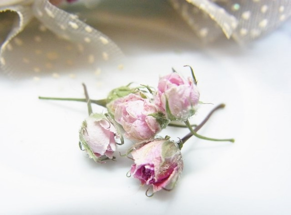 ミニバラ　花材　ドライフラワー 極小ミニバラ　 ピンク　 2020 6月咲き 4枚目の画像