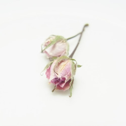 ミニバラ　花材　ドライフラワー 極小ミニバラ　 ピンク　 2020 6月咲き 5枚目の画像