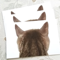 貓背明信片（托倫） 第2張的照片