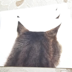 貓明信片背面 (Trun 2) 第2張的照片