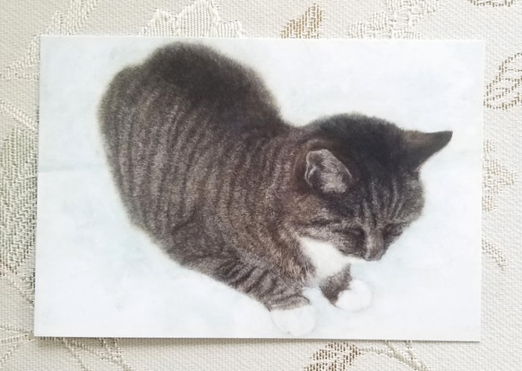 猫の後頭部ポストカード（おすわり） 1枚目の画像