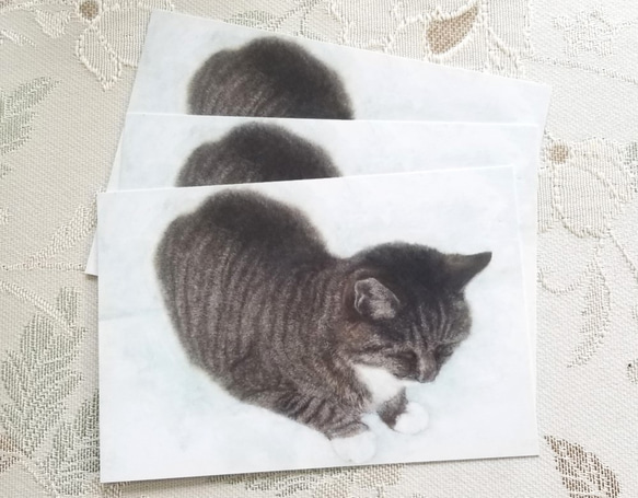 猫の後頭部ポストカード（おすわり） 2枚目の画像