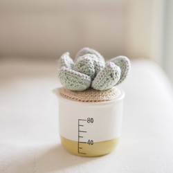 NEW‼【編み物キット】かぎ針で編む 小さなサボテン・多肉植物キット  (マスタードポット) 4枚目の画像