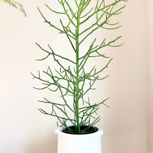 観葉植物 ユーフォルビア フィフェレネンシス 175cm 観葉植物 室内 ユーフォルビア フィフェレネンシス 送料無料 その他