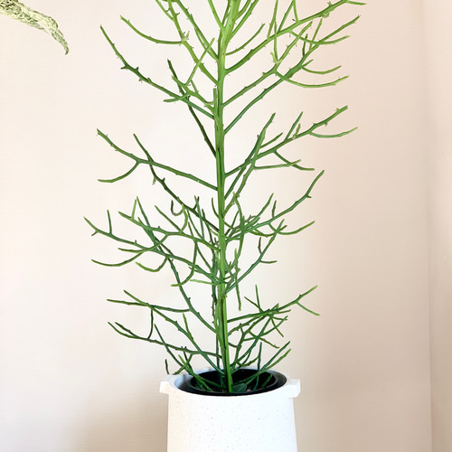 観葉植物 ユーフォルビア レネンシス 枝分かれ良好♡ ユーフォルビア フィフェレネンシス - olive-select